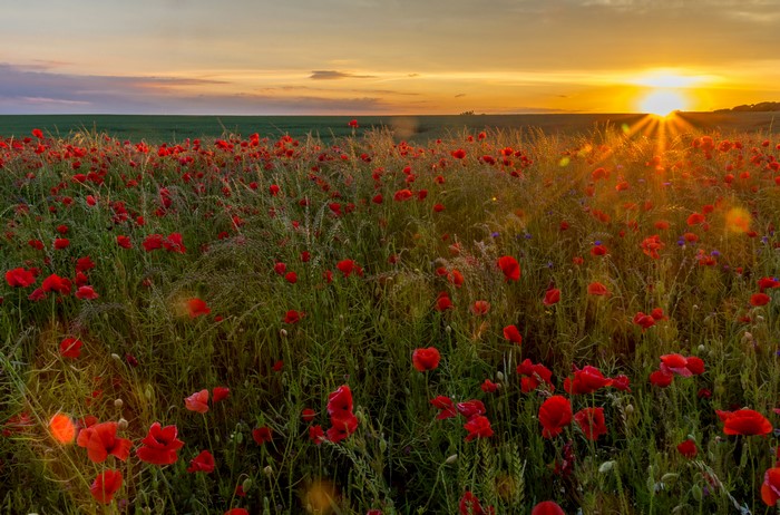 Field of Poppies at Sunset