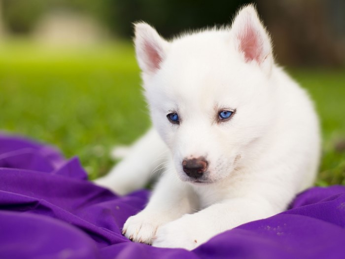 White Husky Puppy with Blue Eyes on Purple Blanket