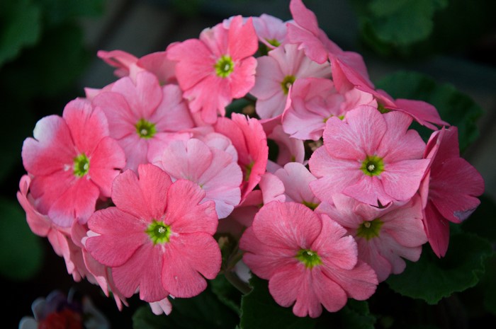 Closeup of Pink Primula Flowers in Bloom