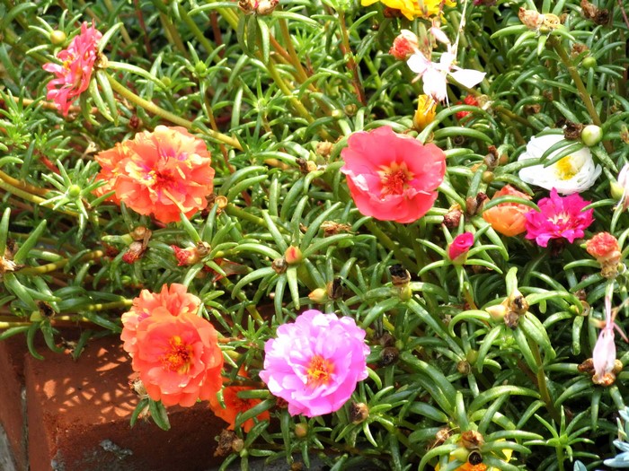 Portulaca flowers in bloom