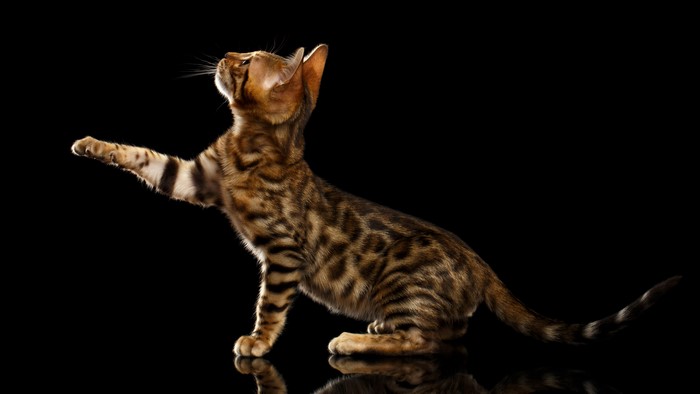 Bengal kitten looking up on black background