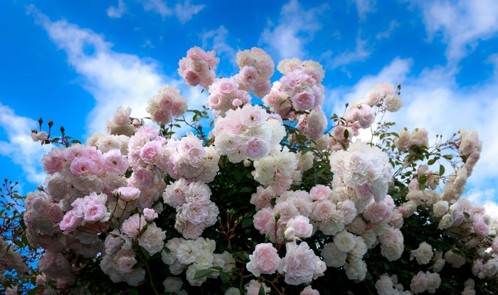 Pink and white roses against a blue sky