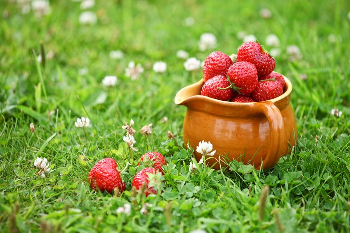Strawberries in a jug on grass