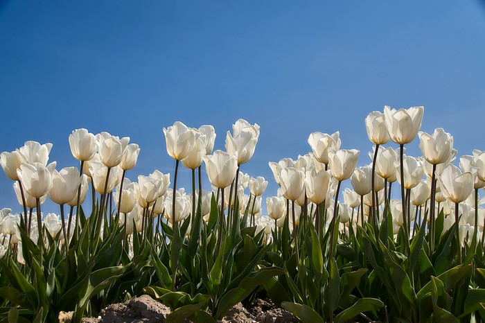 Field of White Tulips Under Blue Sky
