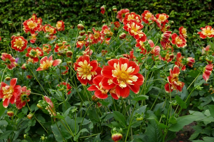 Red and yellow Dahlias in bloom