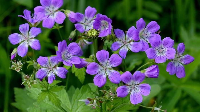 Purple Geranium flowers with green leaves