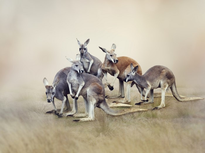 Group of Kangaroos in a Field
