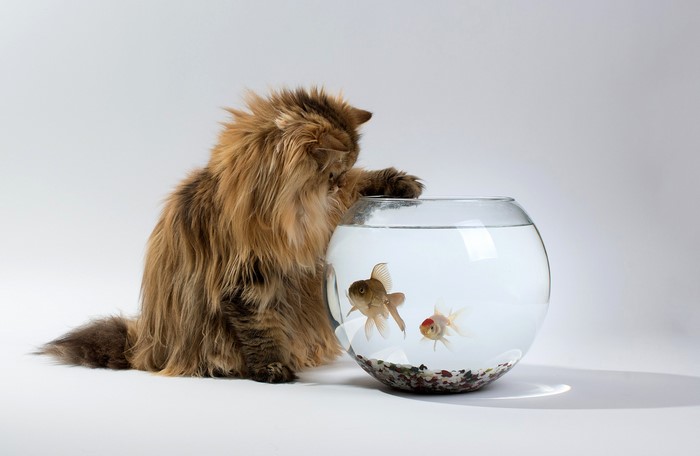 Fluffy cat reaching into a fishbowl with goldfish