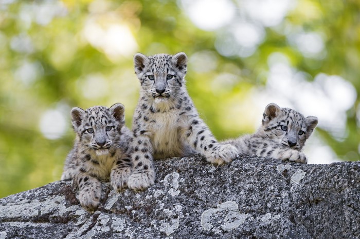 Three Snow Leopard Cubs on a Rock