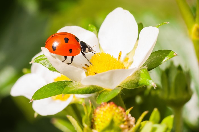 Ladybug on a strawberry flower