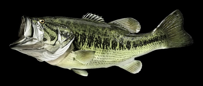 4K Largemouth Bass Fish Black Background