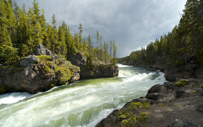 River flowing through a forest with rocky banks