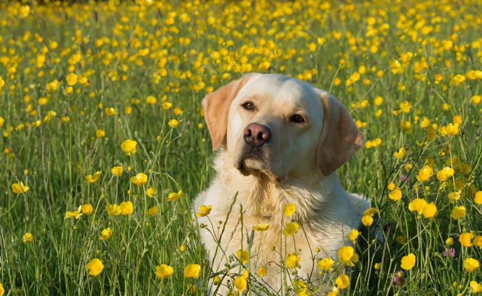 Yellow Labrador Retriever in a field of yellow flowers