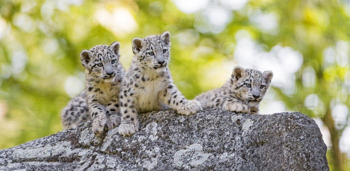 4K Snow leopard cubs on a rock