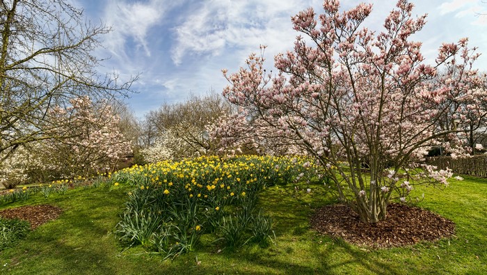 Magnolia and Daffodils in Park Ruhr, Germany