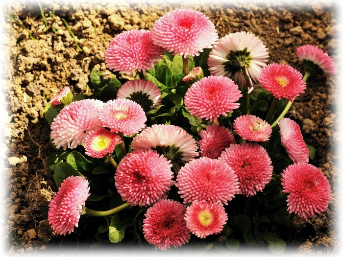 Pink Bellis Daisies in Soil
