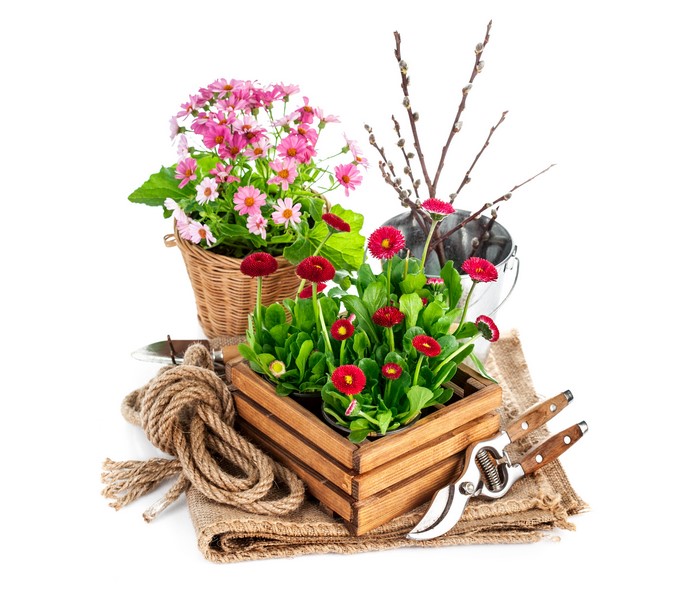Spring flowers and gardening tools