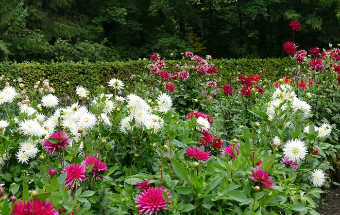 Vibrant Dahlias in Bloom
