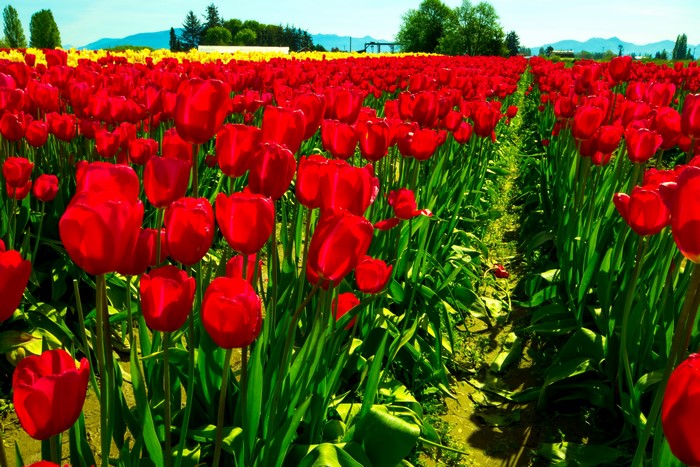 Field of Red Tulips with Yellow Tulips in Background