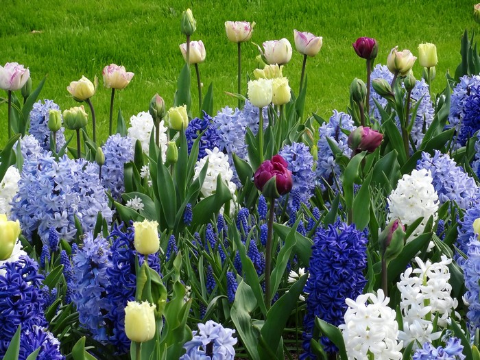 Colorful Tulips and Hyacinths at Keukenhof Lisse