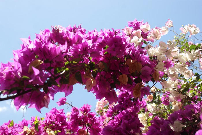Bougainvillea flowers against a blue sky