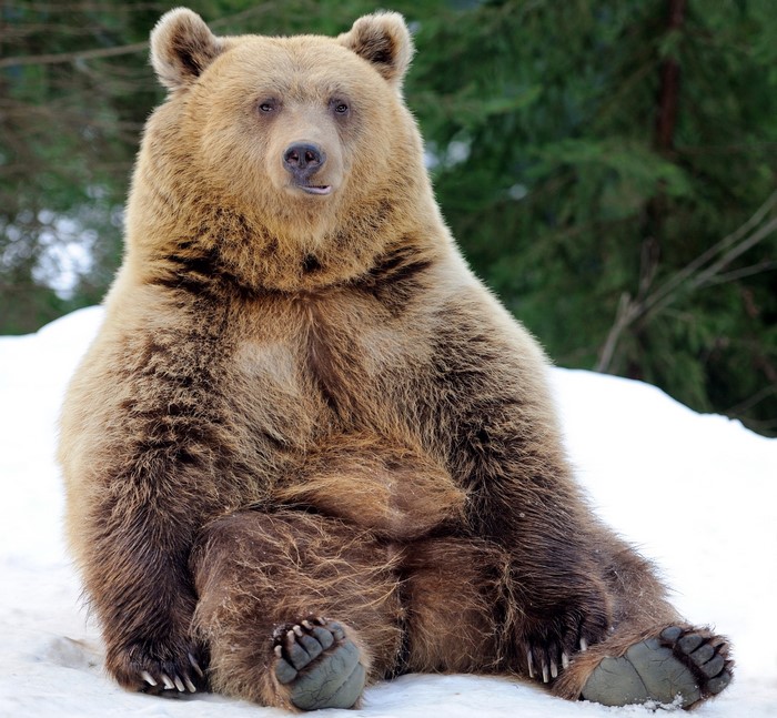 Brown bear sitting in the snow