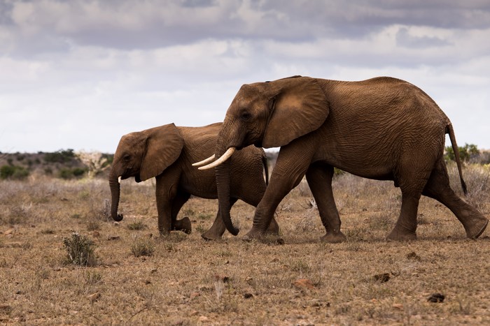 Two elephants walking in a dry landscape