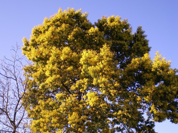 Yellow flowering tree branches against blue sky