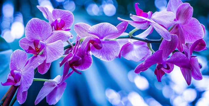 Purple orchids on a branch