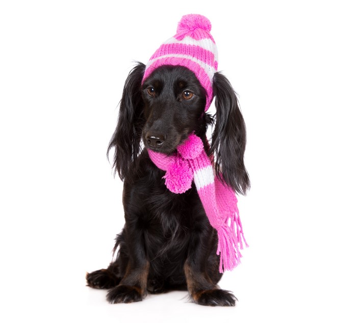 Black Dachshund wearing a pink and white striped winter hat and scarf