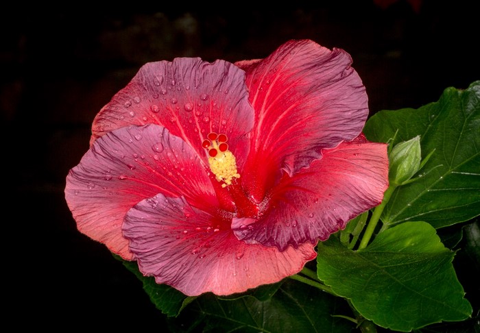 Close-up of a wet red and purple hibiscus flower