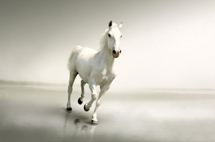 4K White Horse Running