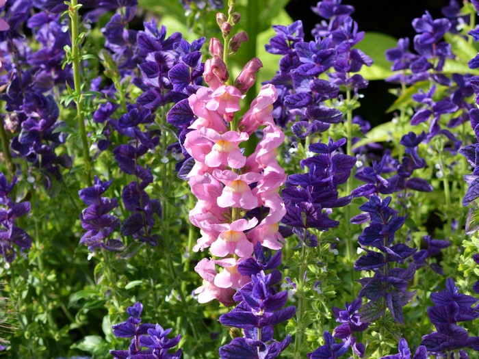 Pink and purple flowers in a garden