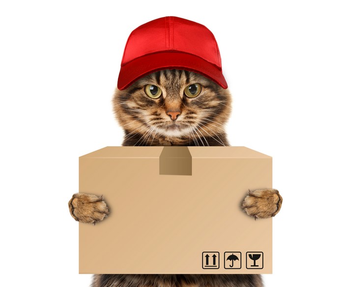 Cat wearing a red cap holding a delivery box