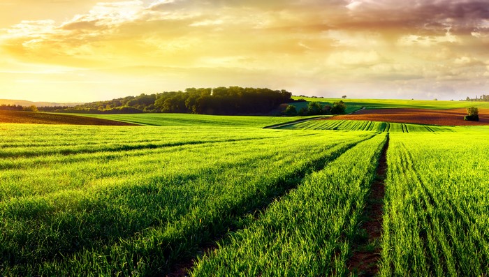 4K Green Fields at Sunset
