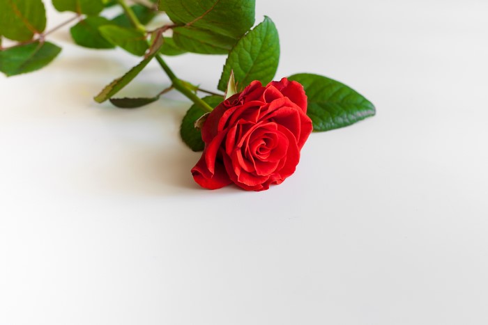 Red Rose on White Background