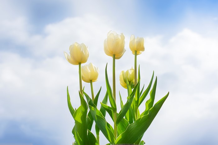 Yellow Tulips Against a Cloudy Sky