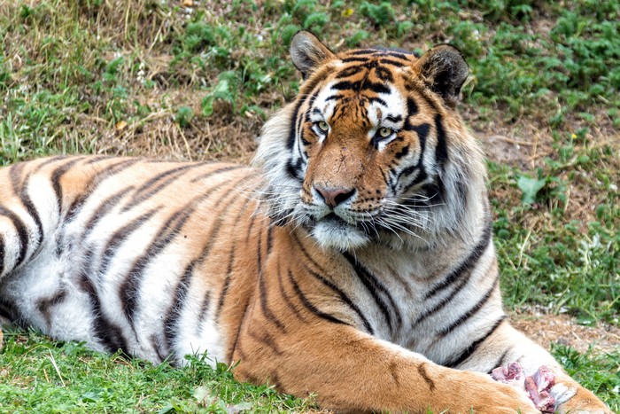 Tiger lying on grass