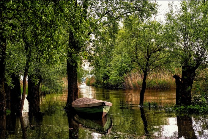 Boat on a river surrounded by trees in Vorarlberg, Austria