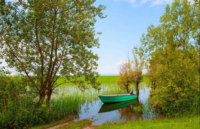 Green boat on a calm lake surrounded by trees and reeds