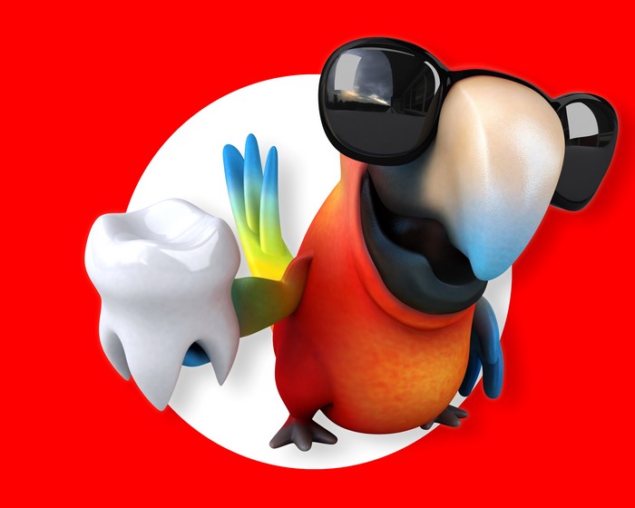 Parrot Wearing Sunglasses Holding a Tooth
