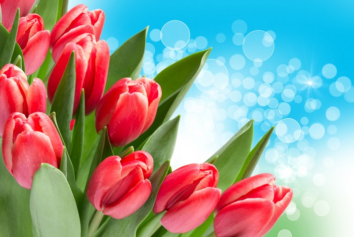 Red Tulips Closeup