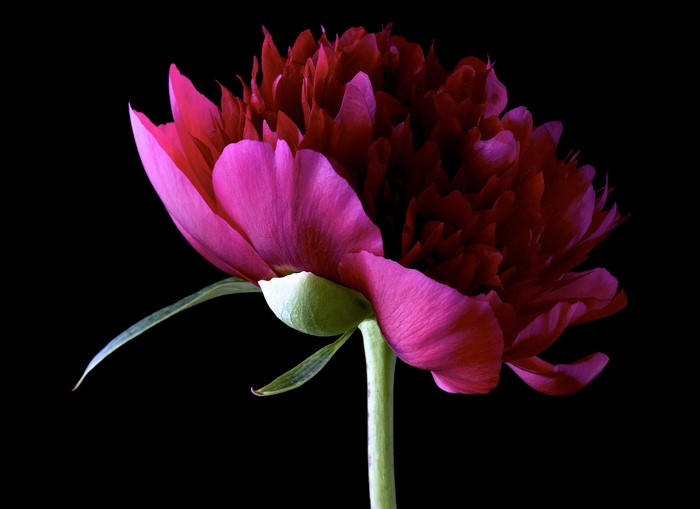 Close-up of a dark red and pink peony flower