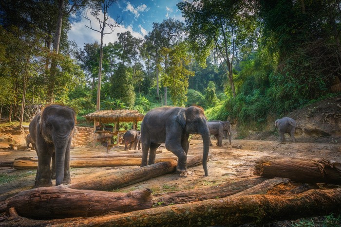 Elephants in a forest sanctuary in Chiang Mai, Thailand