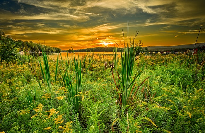 Sunset over a lake with reeds and wildflowers