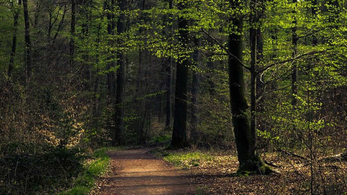Forest path with trees and sunlight