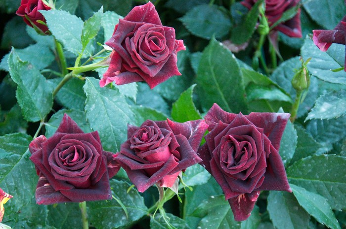 Deep red roses with green leaves
