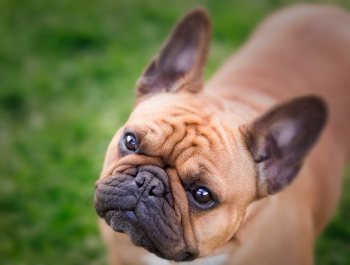 French Bulldog Looking Up