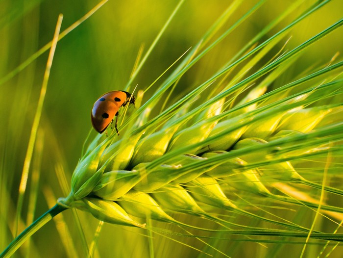 Ladybug on a wheat ear