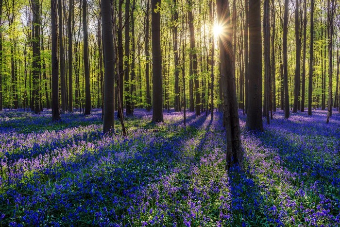 Sunlight filtering through trees onto bluebells in a forest